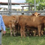 Heavy cows fully firm at Moreton sale