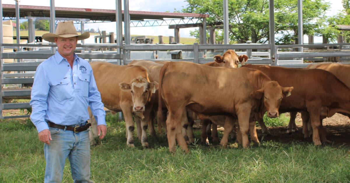 Esk Beef boxes: Local Brisbane Valley Cattle Producer’s Success | Queensland Country Life