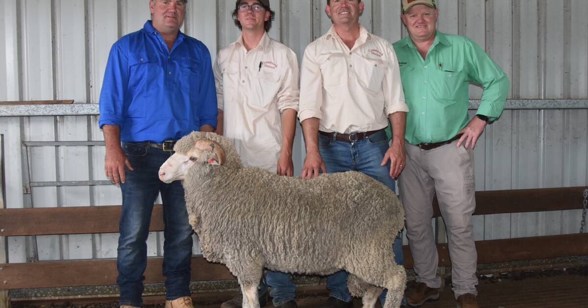 Cressbrook Merino post $6250 top.