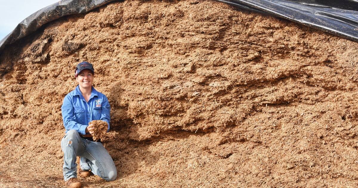 Roma beef producer’s silage success | Queensland Country Life