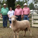 Little interest in the dispersal of the Bundaleer Poll Merino stud