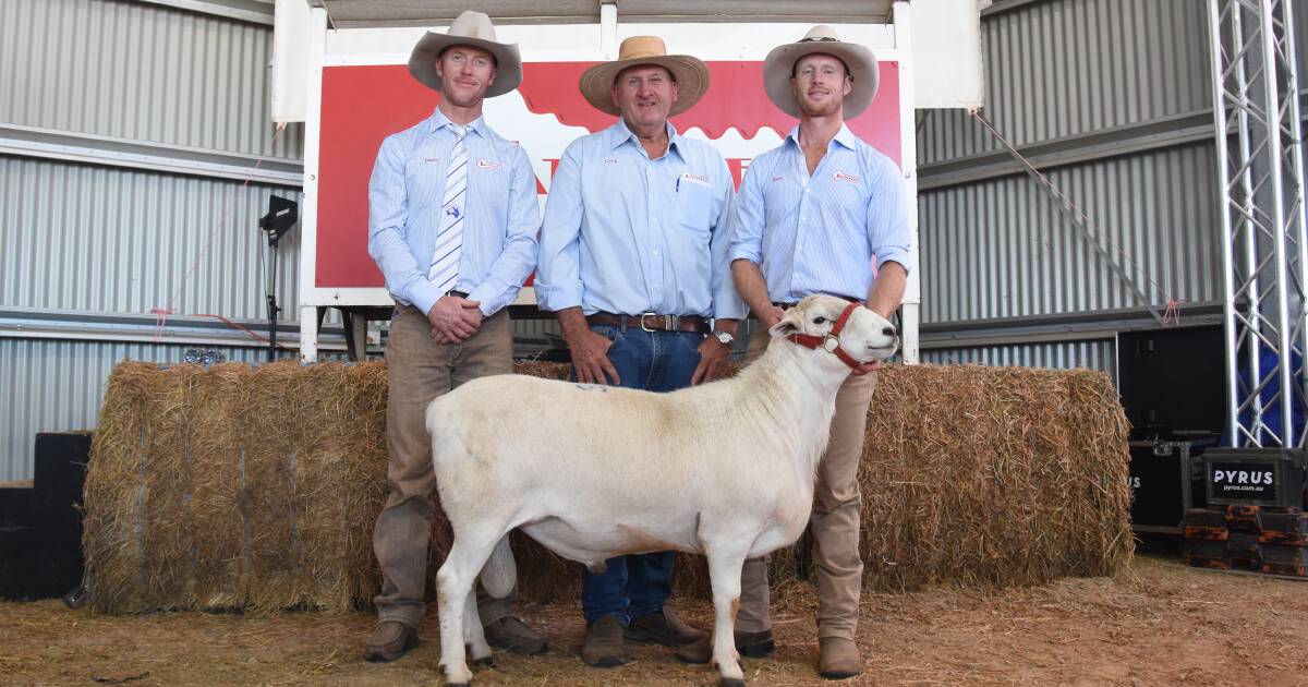 Cupid hits top spot at Southern NSW Aussie White sale on Valentines Day