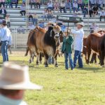 Border Leicester success in Royal Canberra sheep interbreed