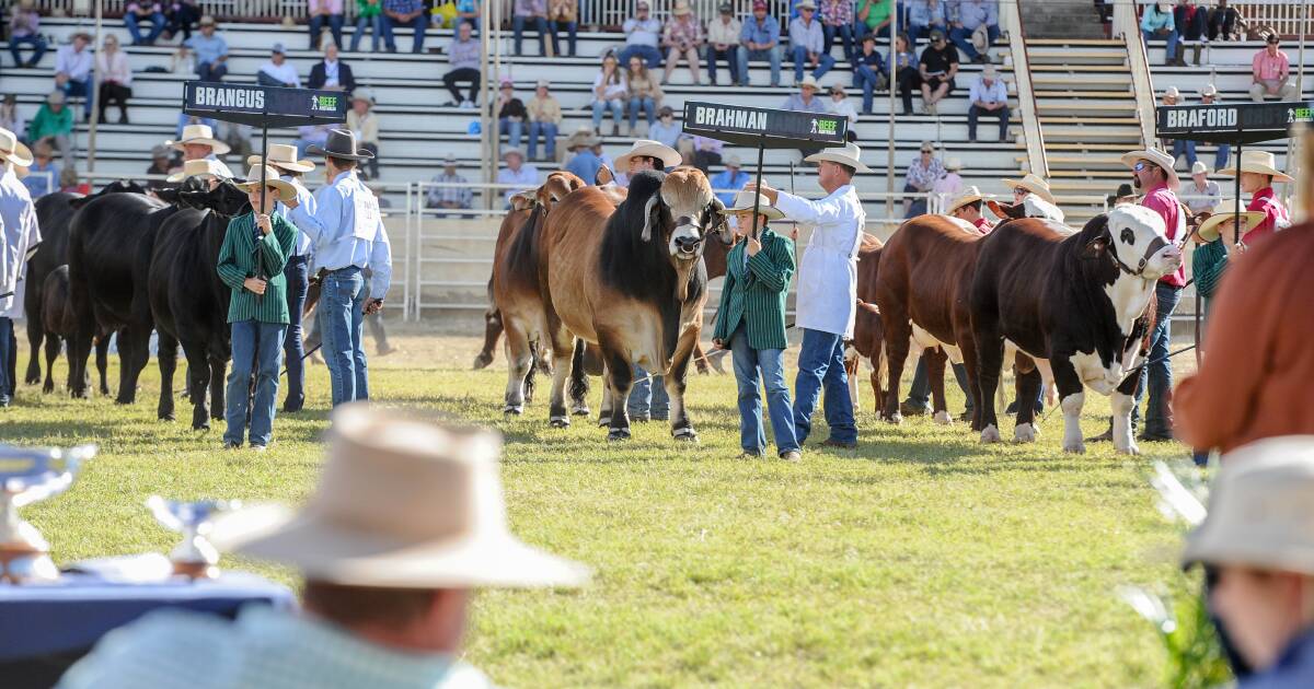 Brahmans record highest nominations at Beef 2024