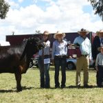 Glencore’s CO2 injection proposal for GAB slammed by pork producer | Queensland Country Life