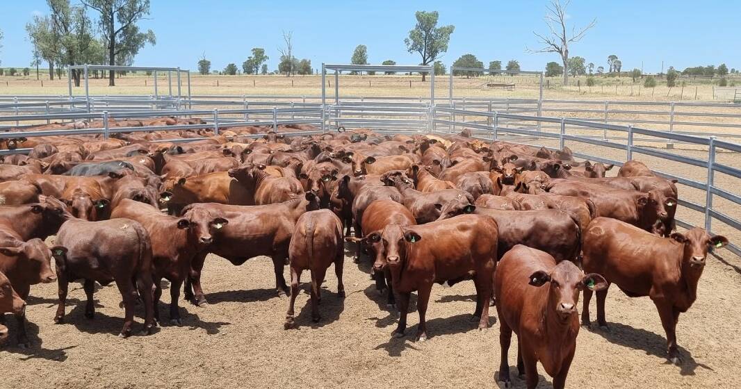 Atkins Cattle Company's future breeders sell for a premium on AuctionsPlus