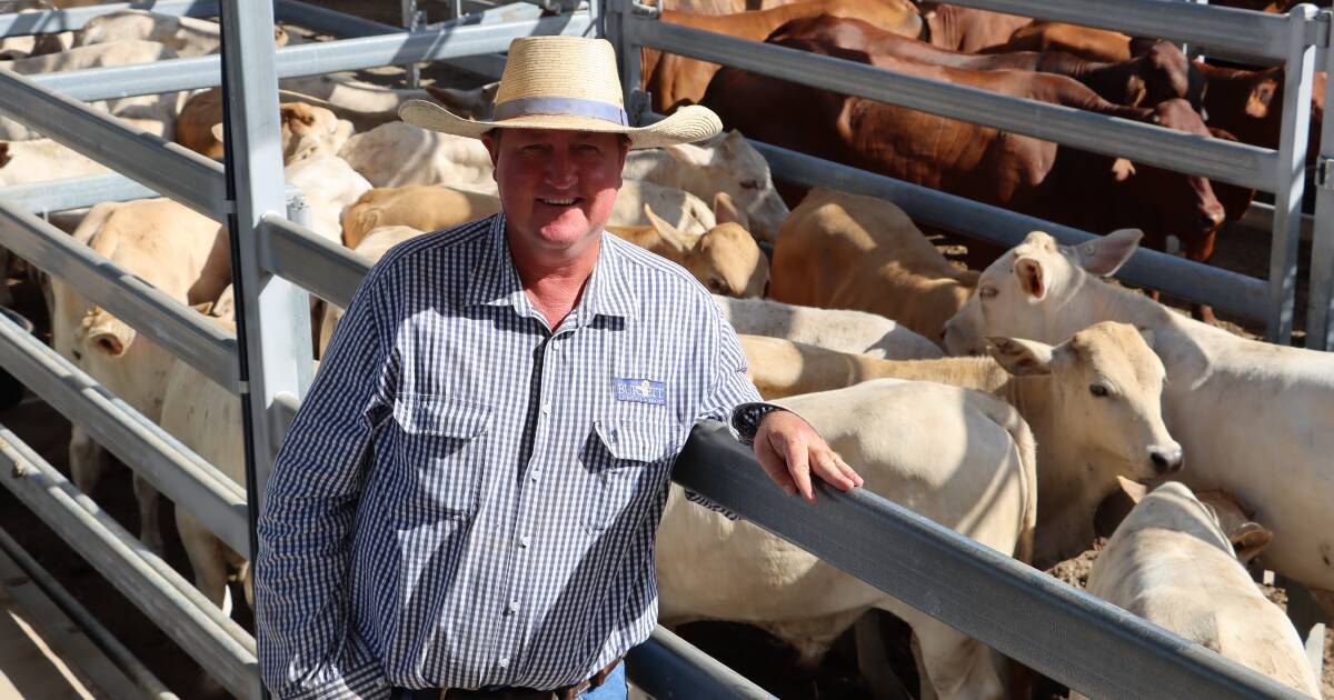 Weaner steers crack 500c at Biggenden