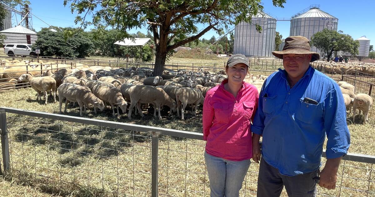 Prices strong for scanned-in-lamb ewes at Barellan