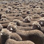 Fox and Lillie Rural acquires Southern Wool Traders in Gunning | The Land