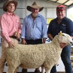 Big Country Brahman Sale: Palmal bull tops grey draft | Queensland Country Life