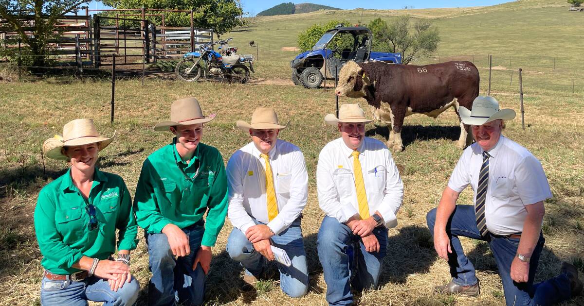 Bull sells for close to six figures at YavenVale Poll Herefords sale