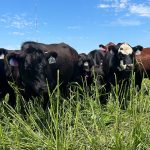 Funding to help Michigan emergency personnel with livestock