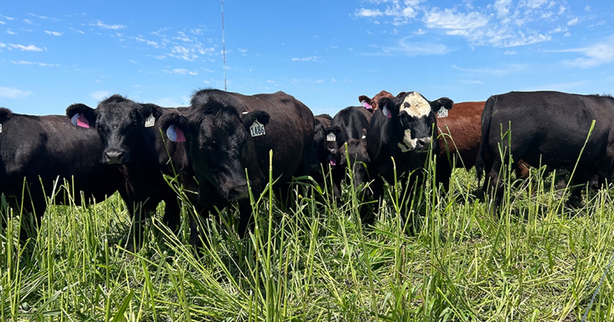 March webinar series to focus on cow feeding fundamentals