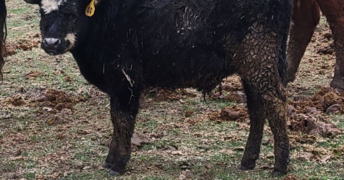 White muscle disease in cattle is caused by nutrient deficiency