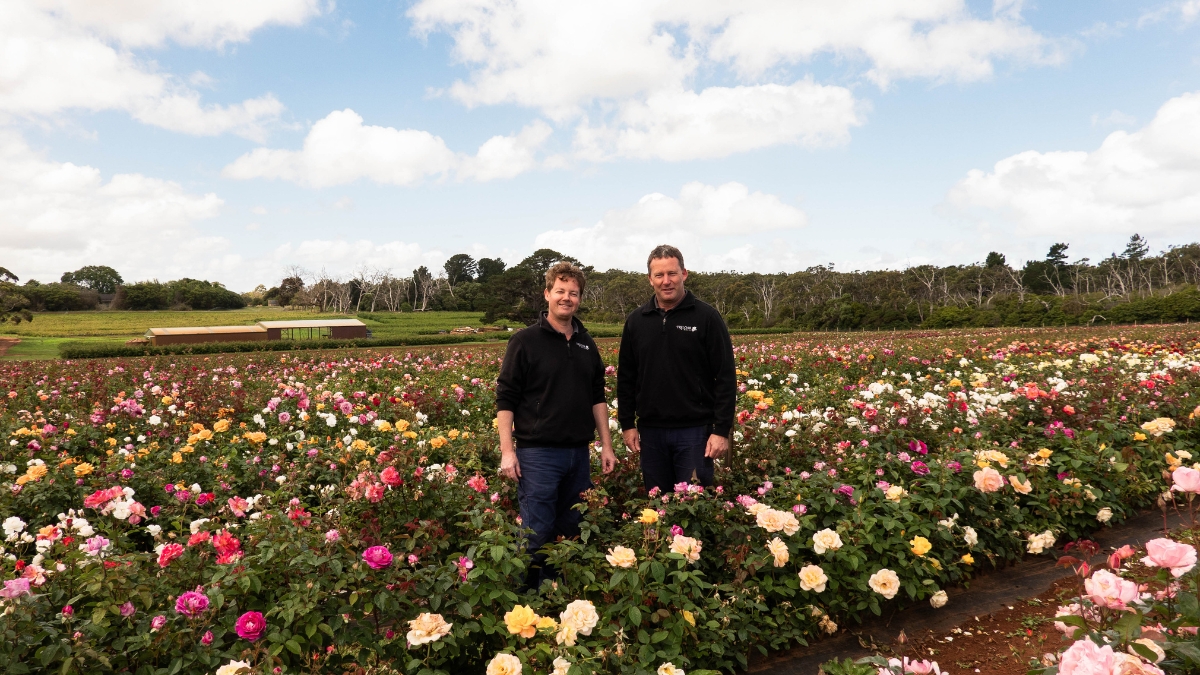 The Blooming Legacy of Treloar Roses