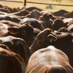 Wilmot field days a deep dive on carbon, beef and climate solutions | North Queensland Register