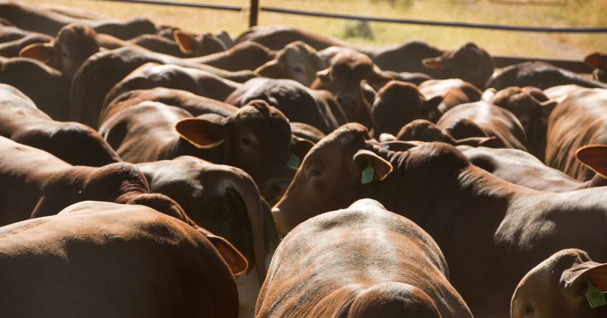 Rebuild or liquidation: What are beef producers really planning for 2024?