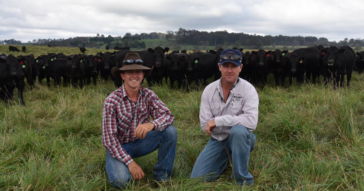 Wilmot field days a deep dive on carbon, beef and climate solutions | North Queensland Register