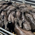 Weaner steers and heifers sell to strong market at Silverdale