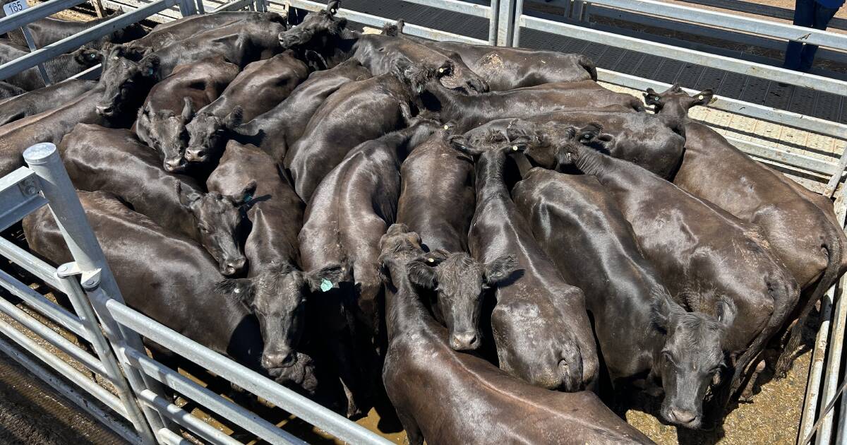 Afar buyers push prices high at Dubbo store sale