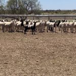 Samantha Wan: changing face of Australian wool industry | The Land