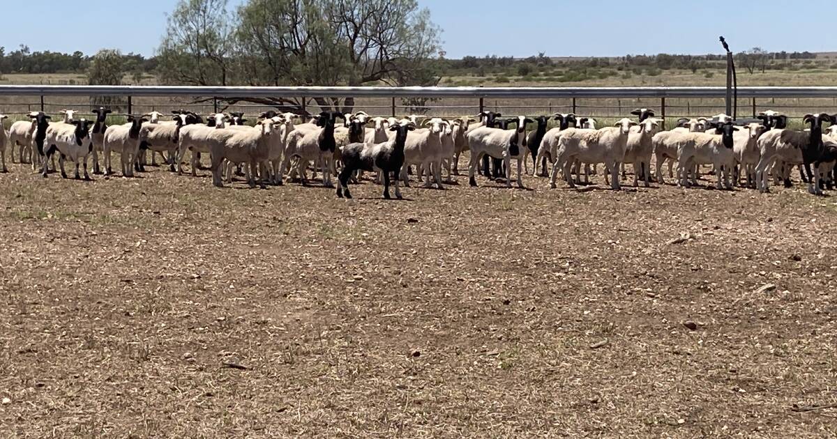 Sheepmeat value to reach $4.4 billion, ABARES forecasts