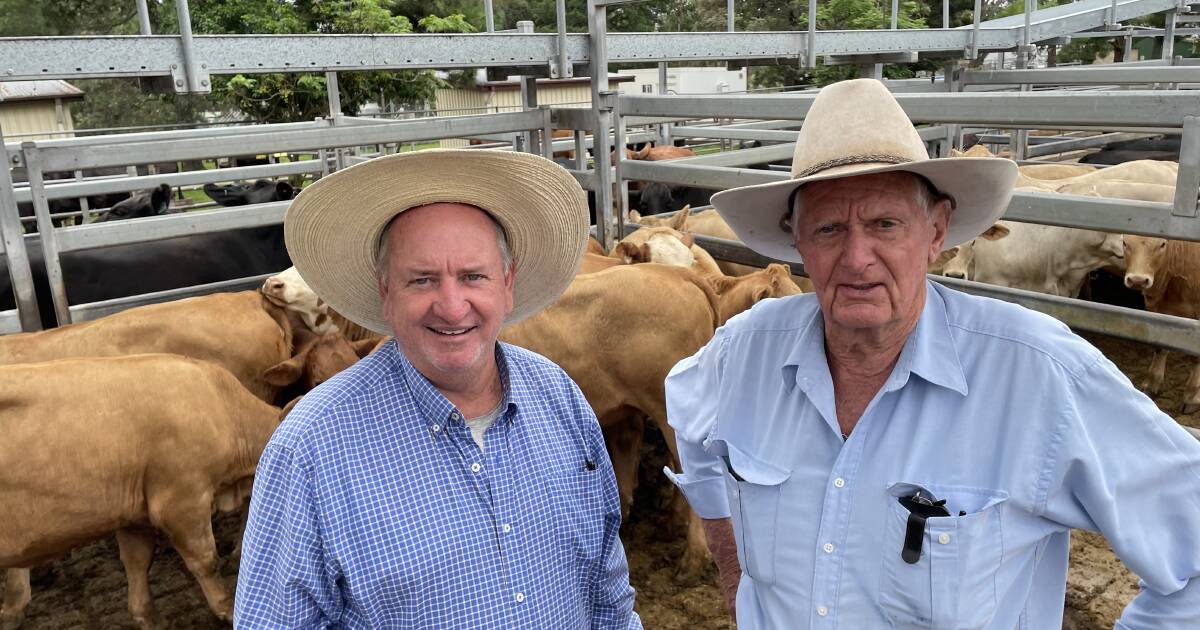 Grafton weaner calves present in top condition but meet soft demand