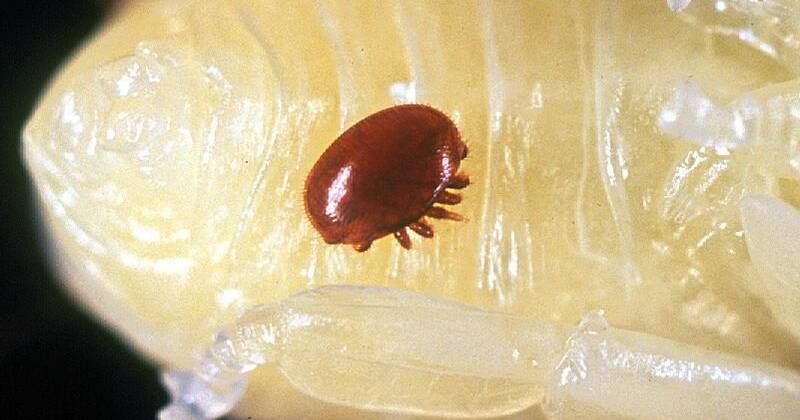 Varroa mite probe sparks east coast police raids