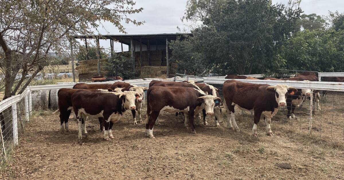 Glenholme Tierney tops Glenholme Hereford bull sale at $11,000 | The Land