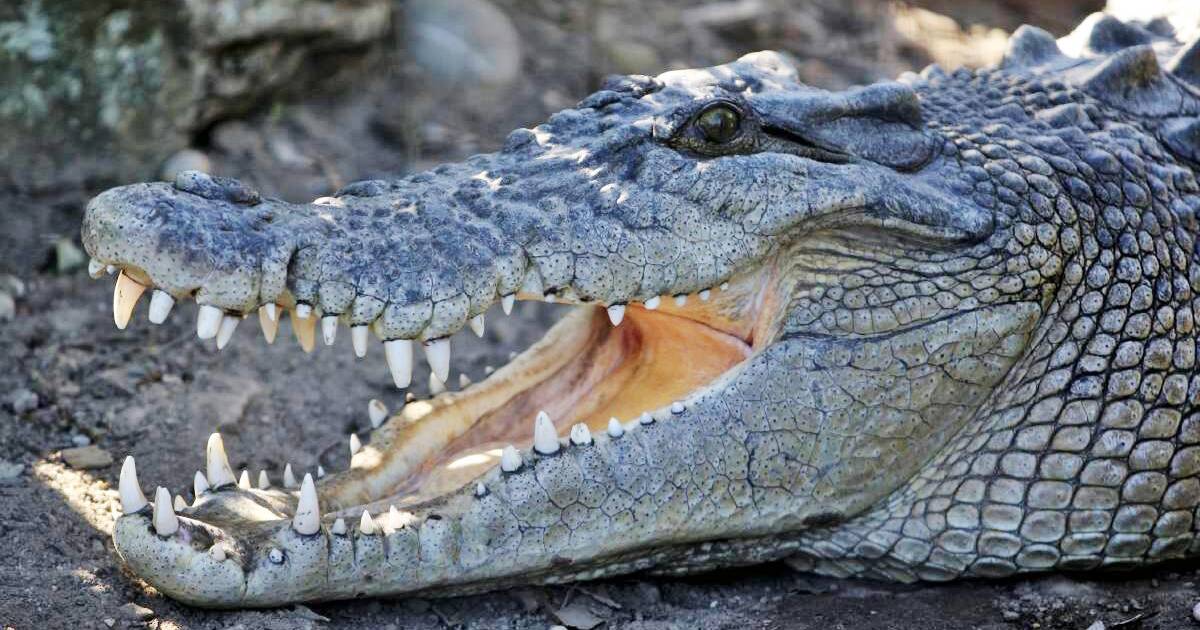 Crocodile sighting at Rollingstone Creek | North Queensland Register