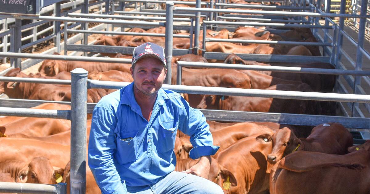 Emerald Livestock Market: prices and prospects | Queensland Country Life