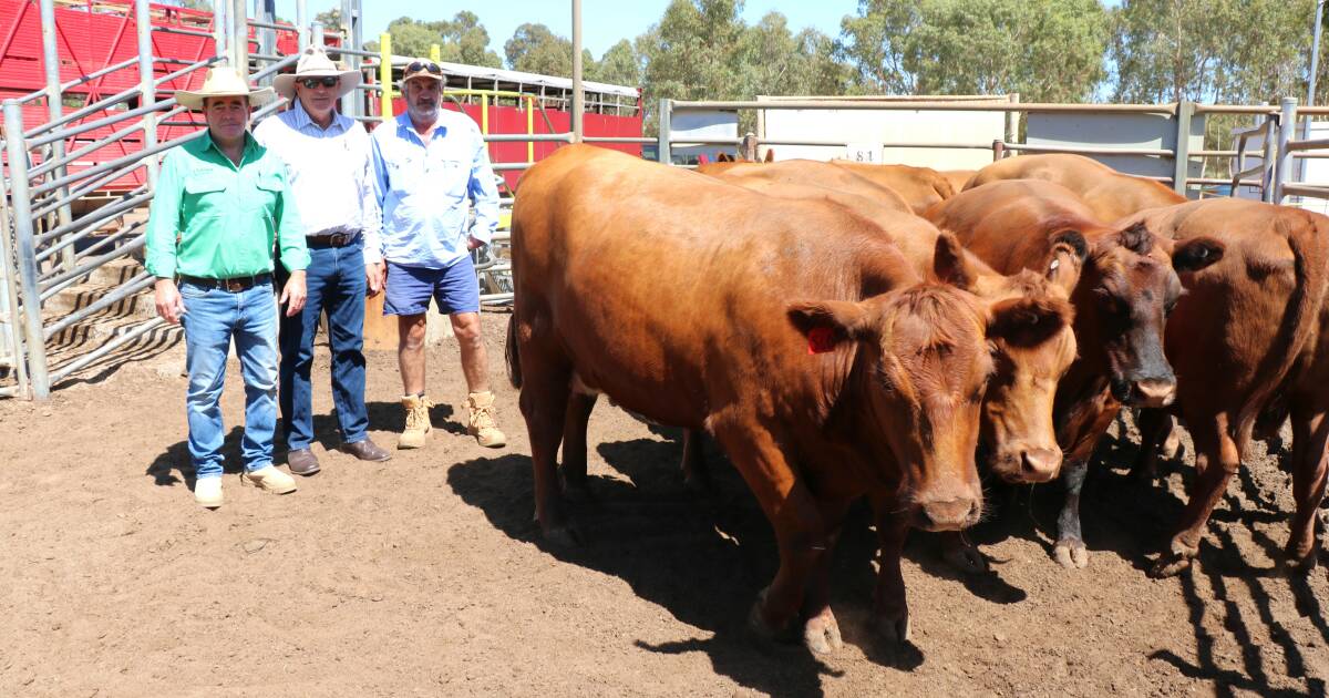 Beef steers sell to $1392 at Boyanup