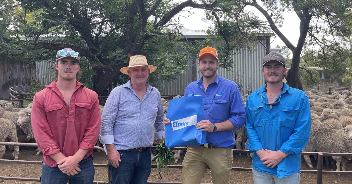 Keeping their type ensures Merino productivity at Boorowa