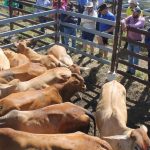 WA Grains Research Project: N-ABLE to Boost Legume Crop Use | Farm Weekly