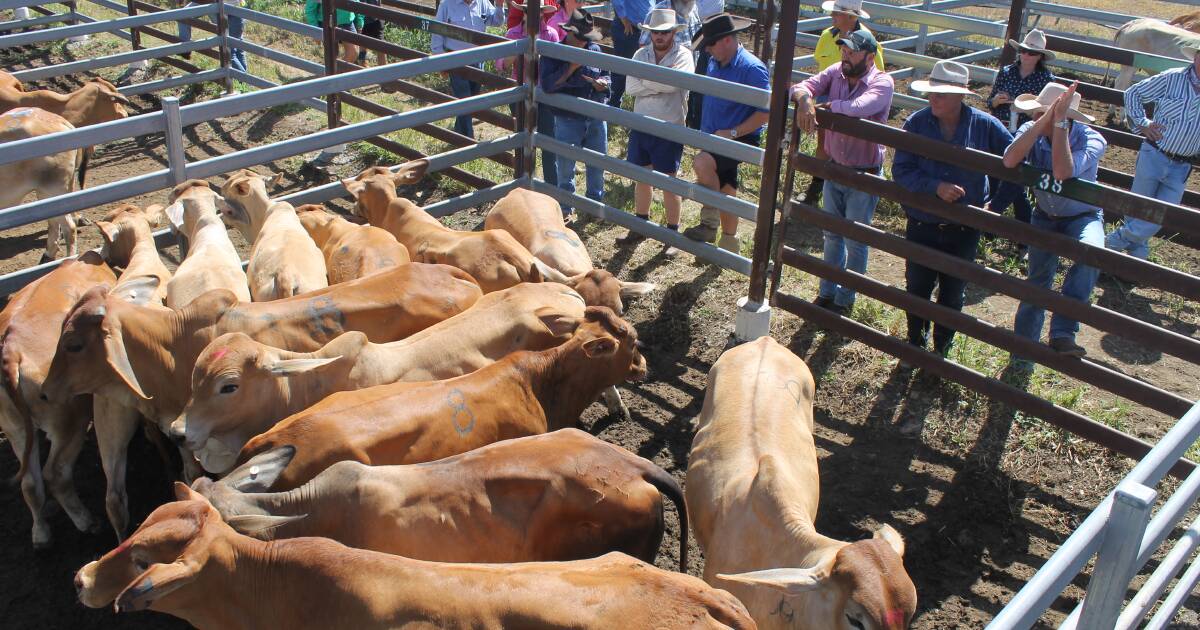 Heavy cows in demand at Monto sale