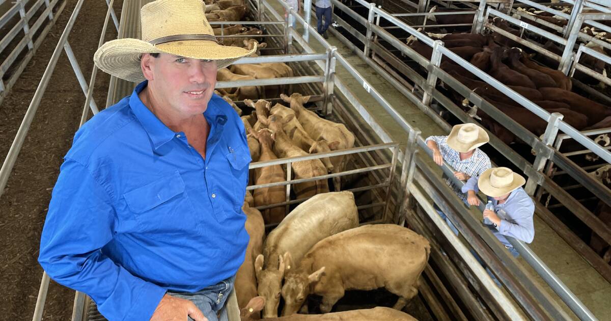 Casino cross-bred weaners head north of the border