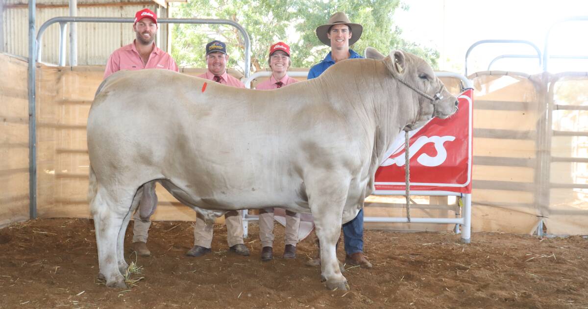 Top Prices at Southend Cattle Sale Katanning | Farm Weekly