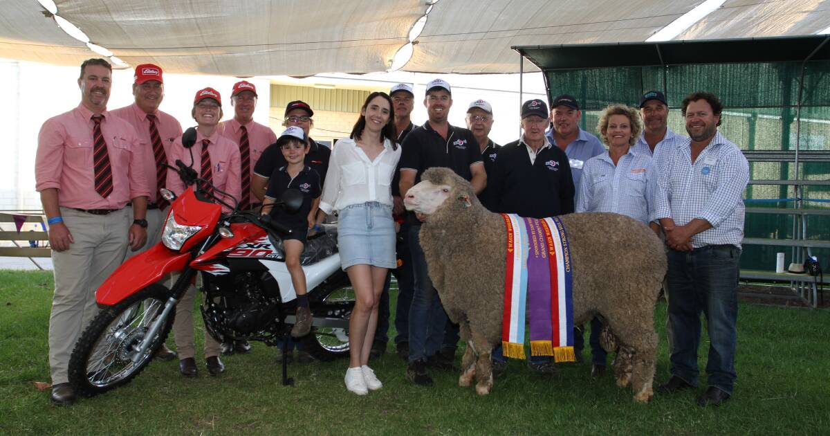 Ledwith family’s Kolindale stud, Dudinin, wins supreme Merino. | Farm Weekly