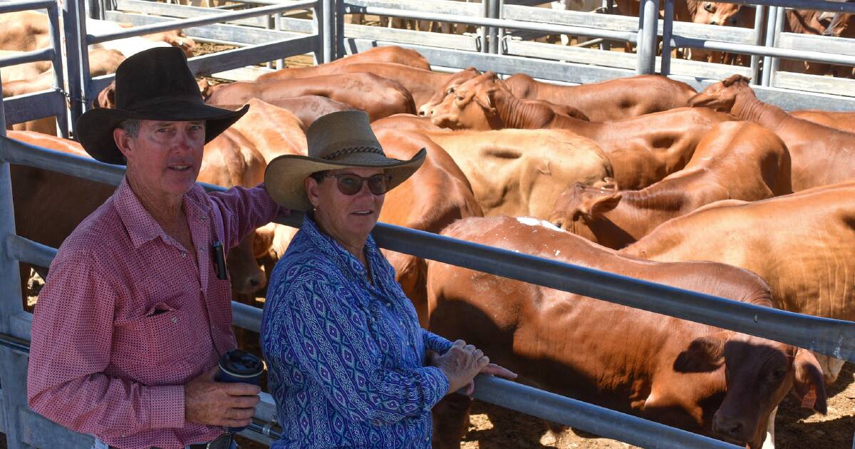 Steers to 380c/kg: Prices for finished cows drop at Emerald