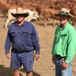 Queensland backgrounders dominate bidding at Stanthorpe weaner sale | The Land