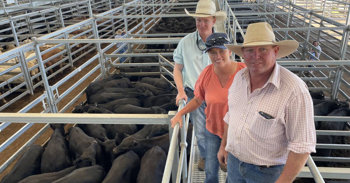 Quality attracts the premiums at Inverell with 3316 weaners averaging $839