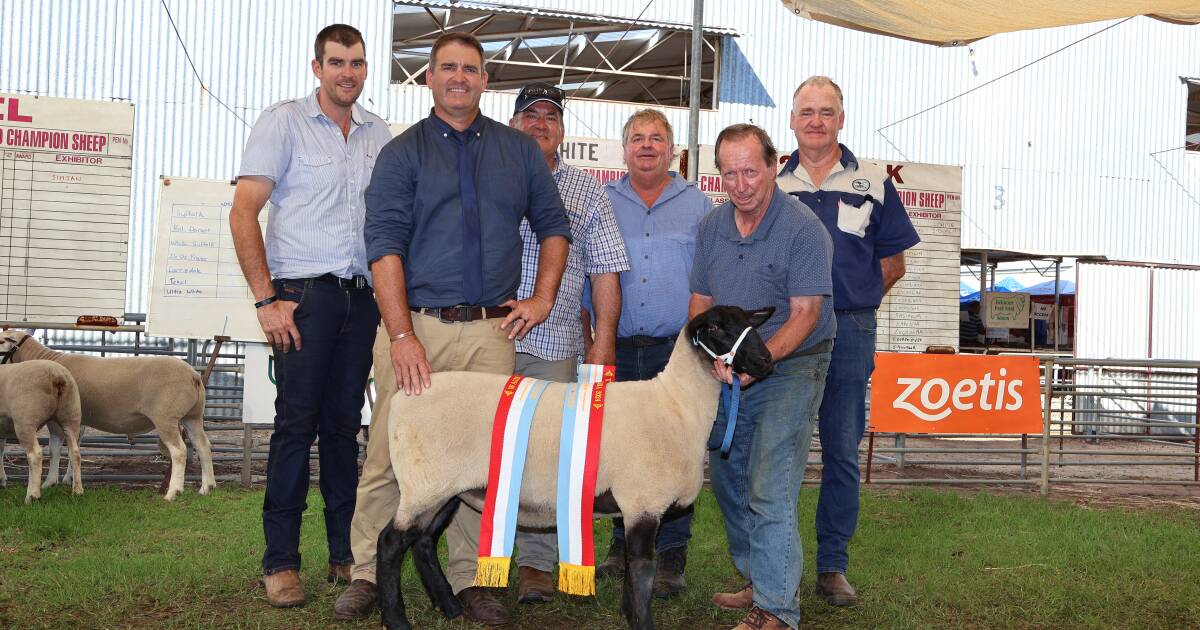 Goldenover Suffolk takes out the supreme champion ribbon at the 2024 Woolorama | Farm Weekly