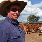 Cattle have taken over the streets of Eidsvold