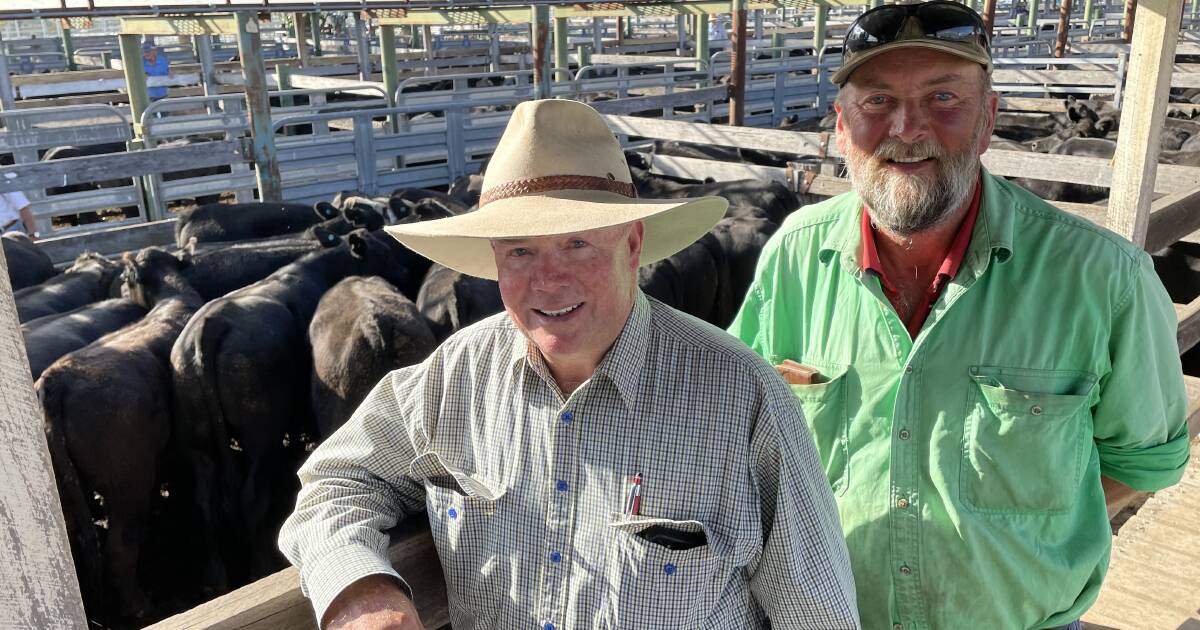 Glen Innes weaner calves reflect their good season