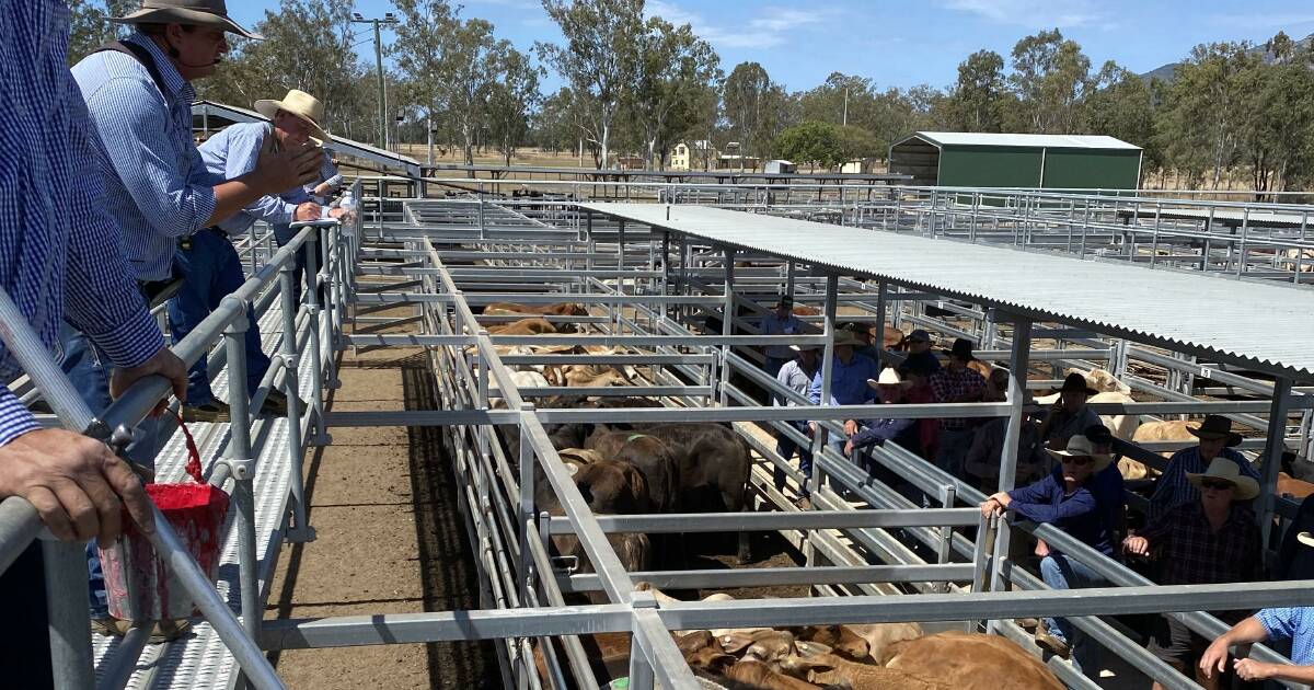 Weaner steers 390c at Biggenden