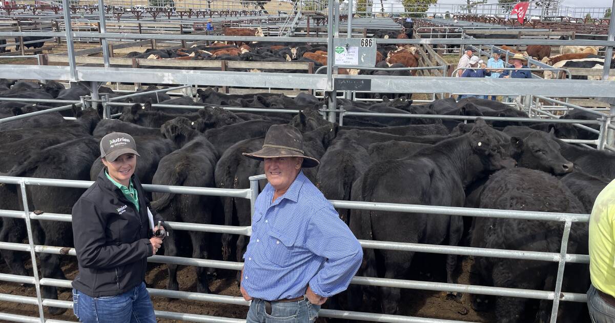 Northern buyers were active at the Cooma weaner sale