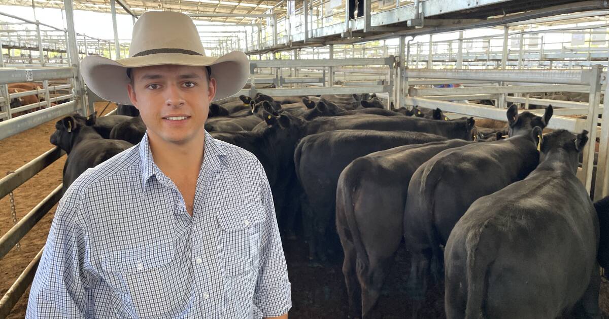 Local producers snap up heifers at weaner sales