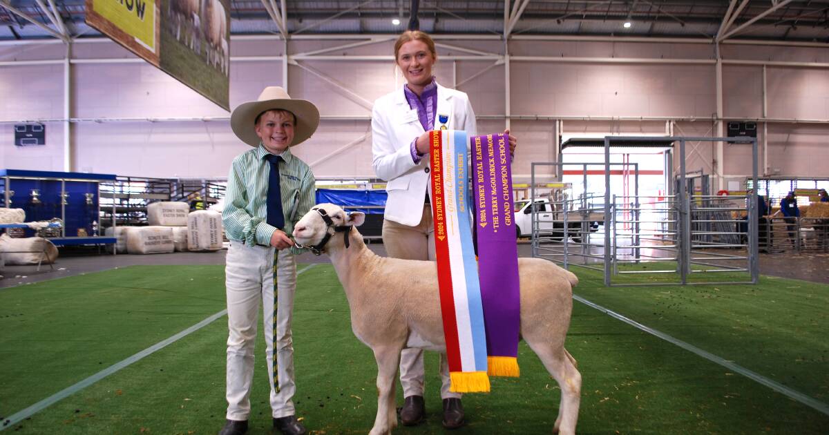 White Suffolk ewe reigns supreme in schools meat sheep classes