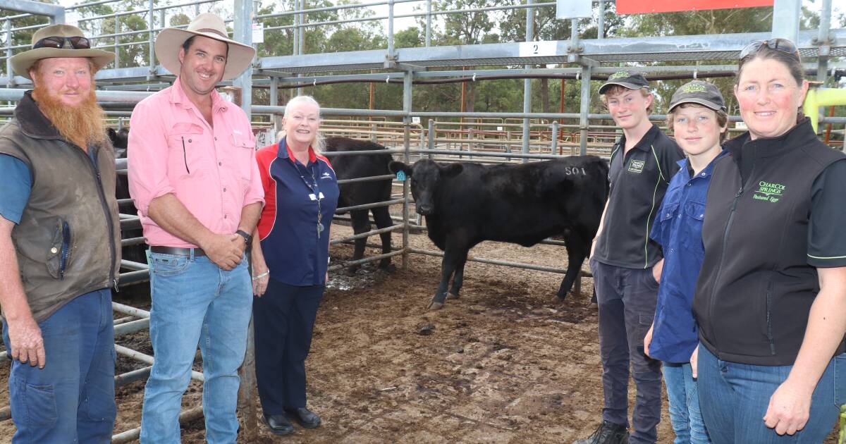 Beef steers topped at 320c/kg and $1254 and beef heifers reached a high of 276c/kg and $1104 at Boyanup last week. | Farm Weekly