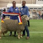 Limousin wins grand champion purebred steer